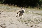 BOULEDOGUE FRANCAIS 140